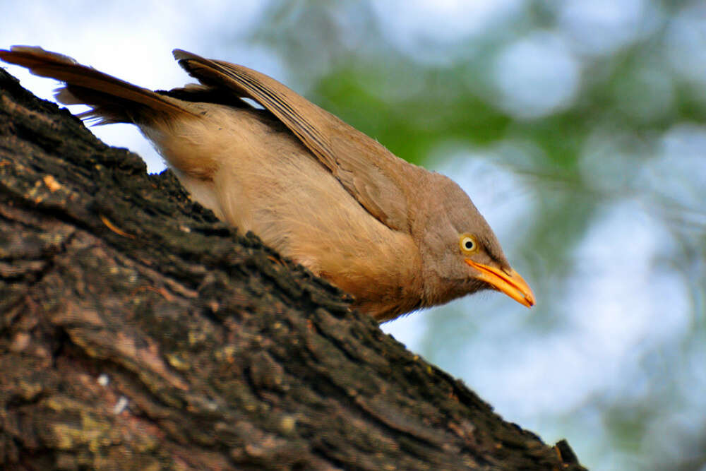 Keoladeo Ghana National Park, Bharatpur, Rajasthan Keoladeo Ghana National Park, Bharatpur, Rajasthan