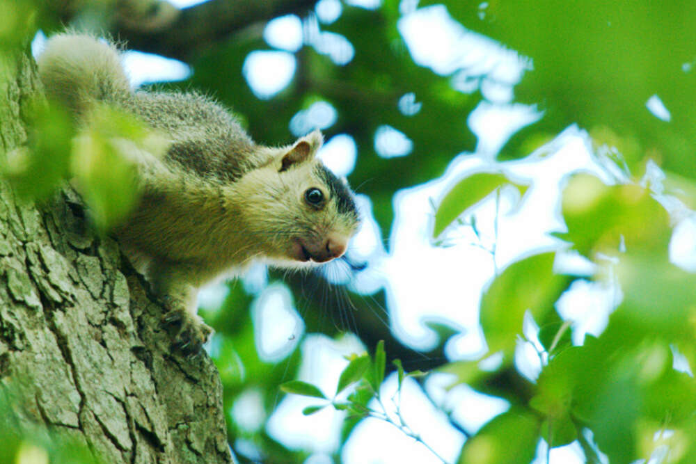 Chinnar Wildlife Sanctuary Chinnar Wildlife Sanctuary