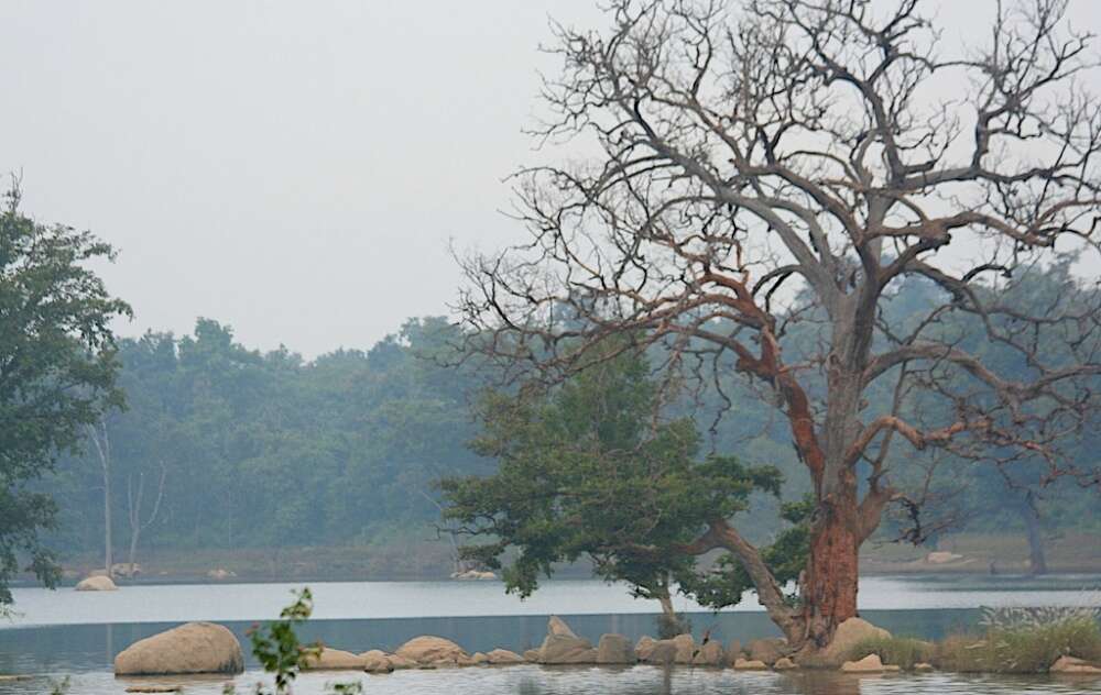 Pench National Park Pench Tiger Reserve Madhya Pradesh national Park HappyTrips Times of