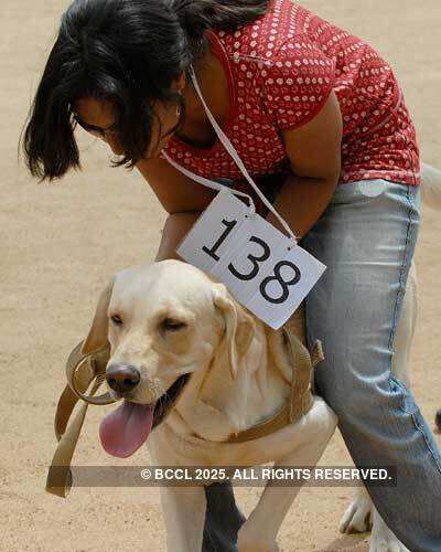 CUPA Dog show