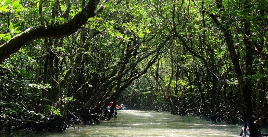 Mangrove creek, Baratang Island Mangrove