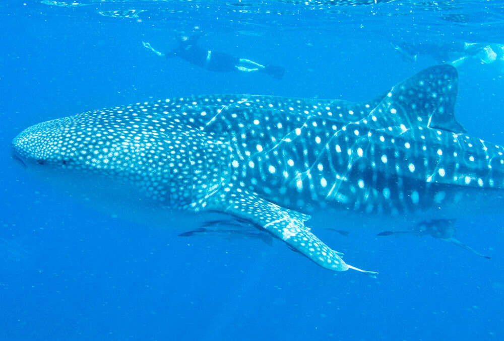 Whale Sharks of Ningaloo Reef 4699630462_eb920e0d31_b