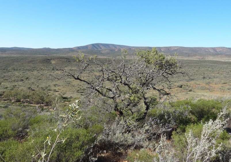 Arkaroola 12998907505_5a40a87d4d_b