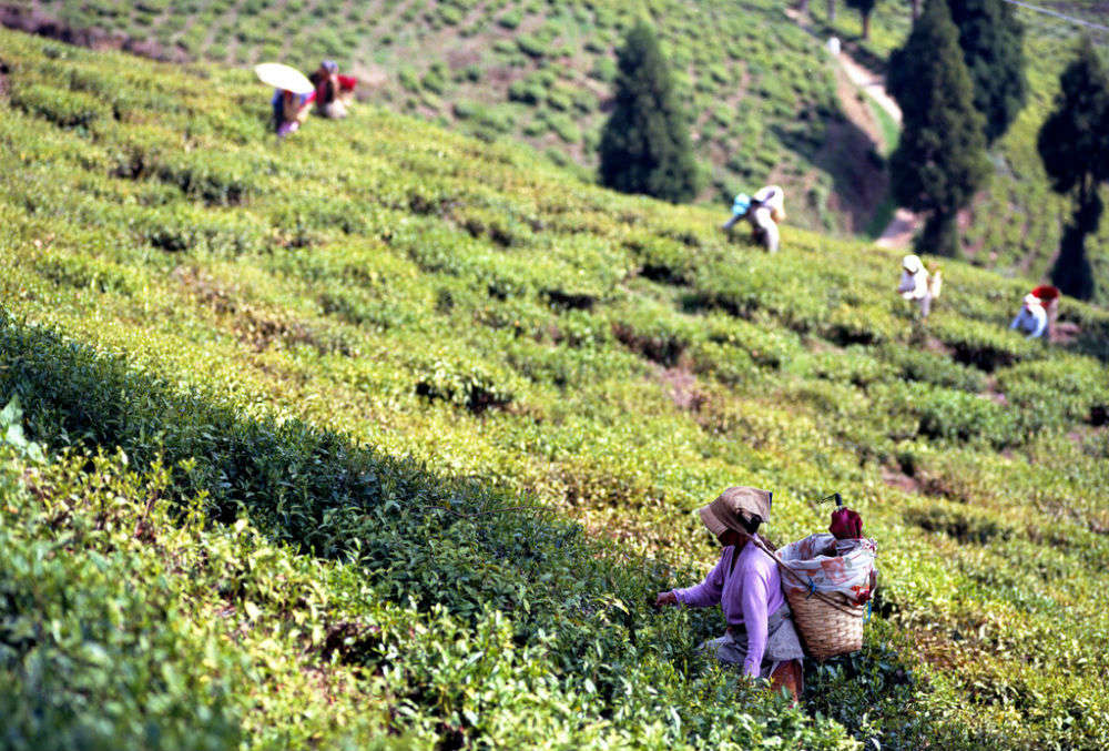 Image result for darjeeling tea plantation