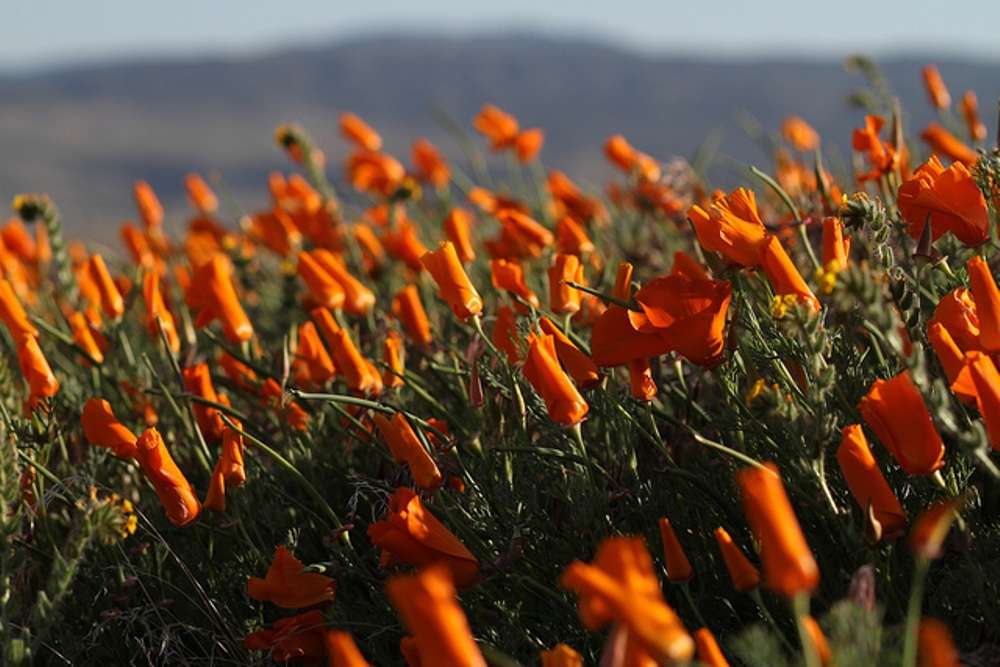 California Poppy Antelope Valley Poppy Reserve In California Times