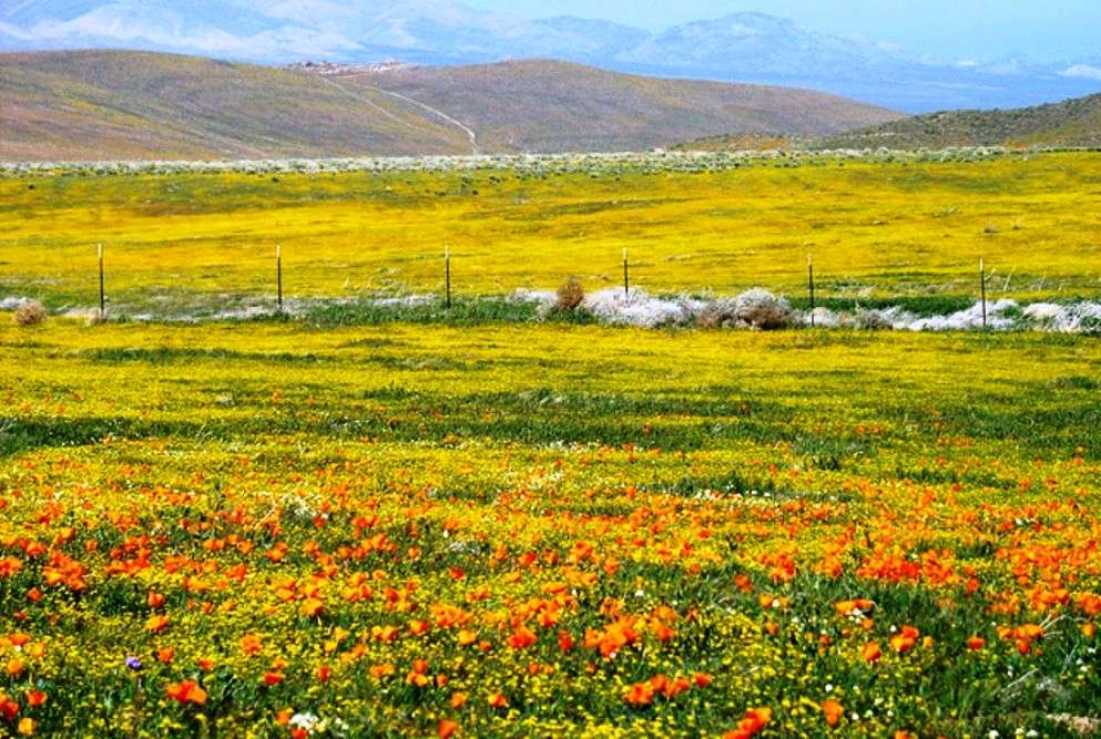 California Poppy Antelope Valley Poppy Reserve In California Times Of India Travel