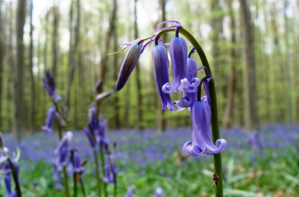 Hallerbos, the blue forest of Belgium, Belgium - Times of India Travel