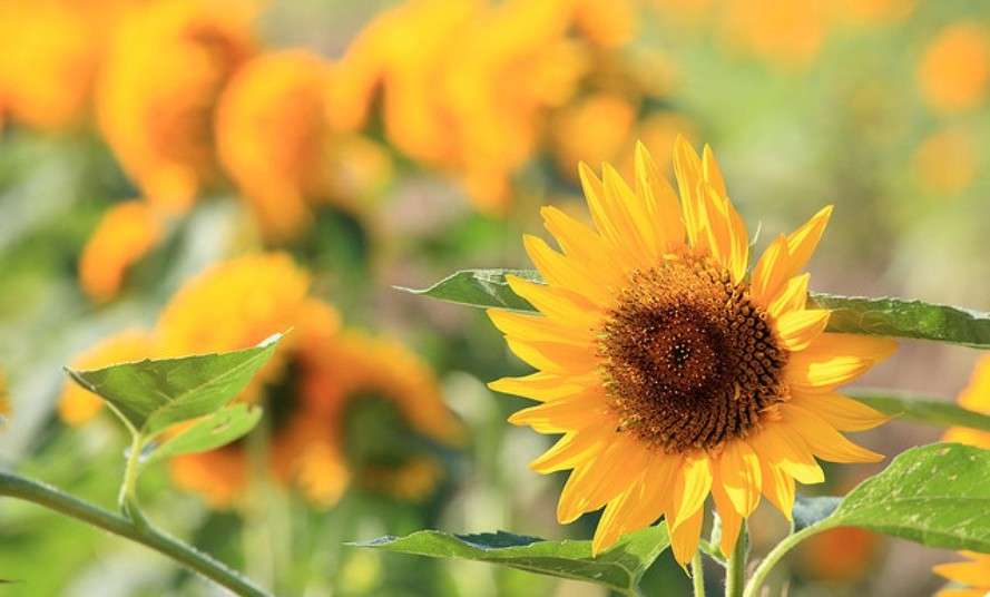 Sunflower Festival In Zama, Japan, Japan - Times Of India Travel