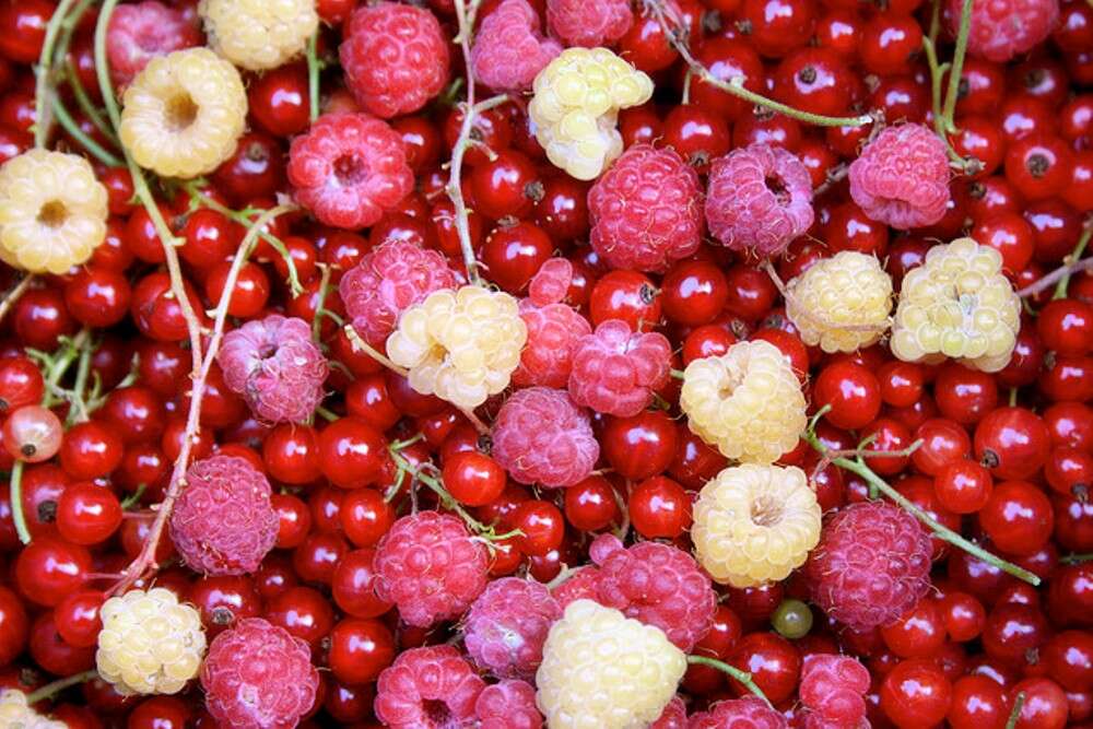 Festival of forgetten fruits
