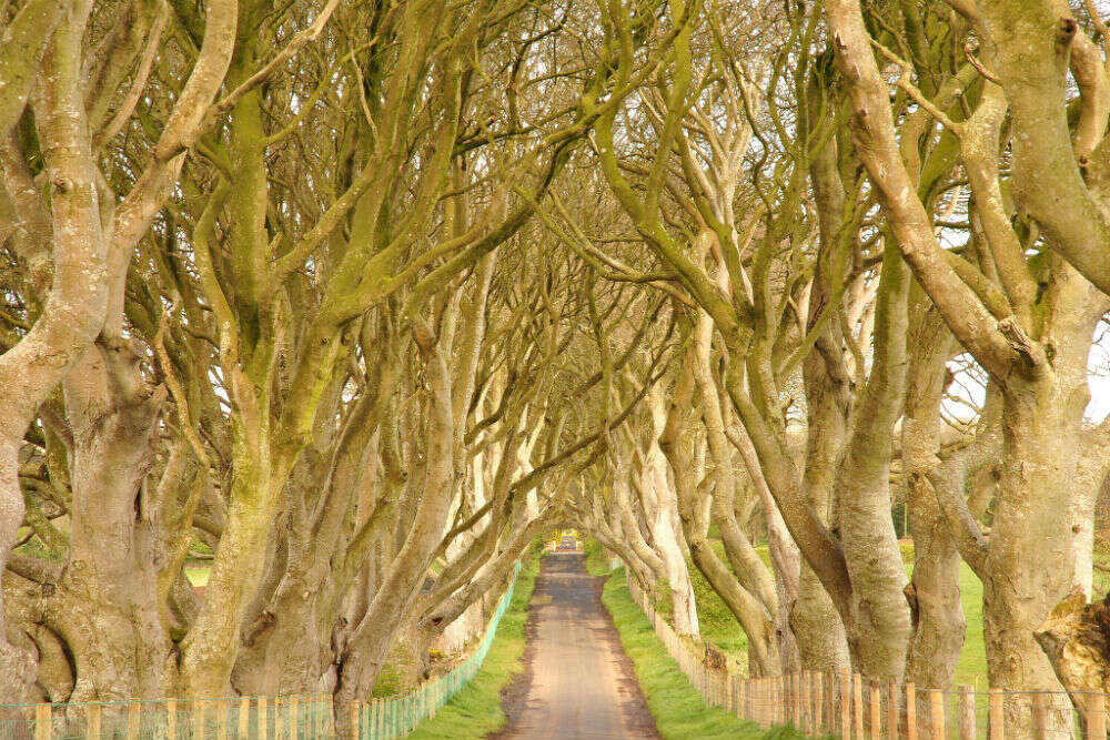 The Dark Hedges Ireland Happytrips Com Times Of India Travel