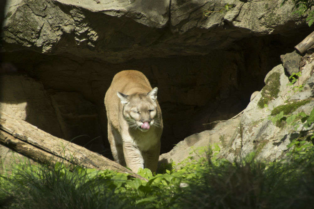 Queens Zoo, New York - Times of India Travel