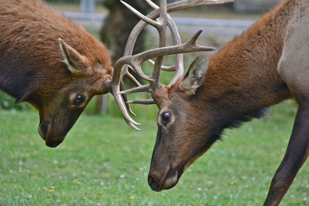 Bull Butting