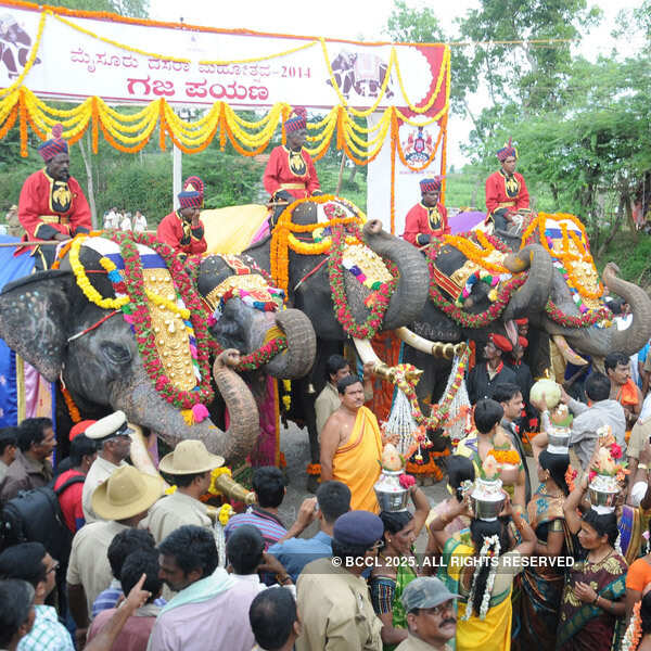 Dasara elephants arrive in Mysore