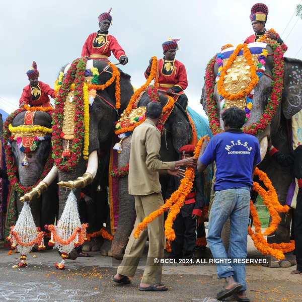 Dasara elephants arrive in Mysore