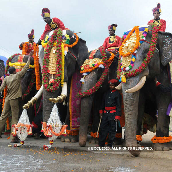 Dasara elephants arrive in Mysore