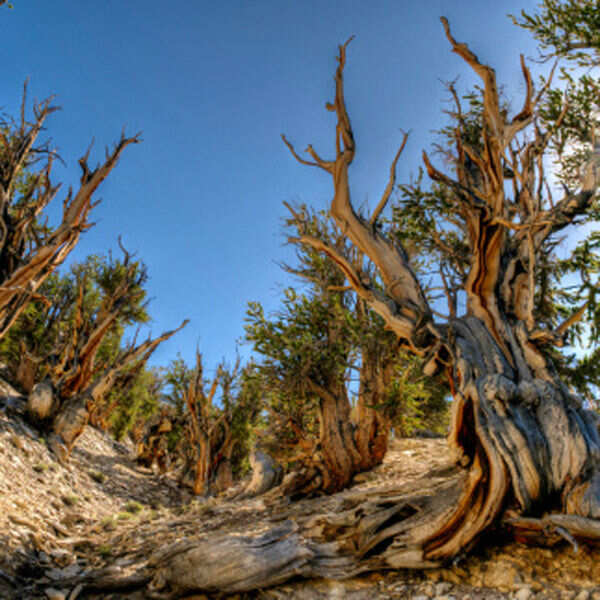 Look in the past: The world's oldest