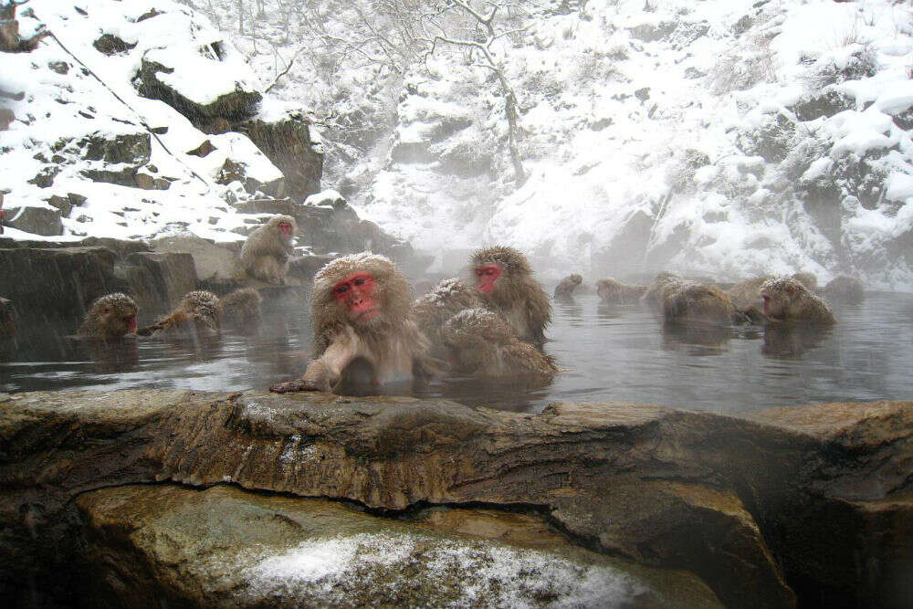 Jigokudani