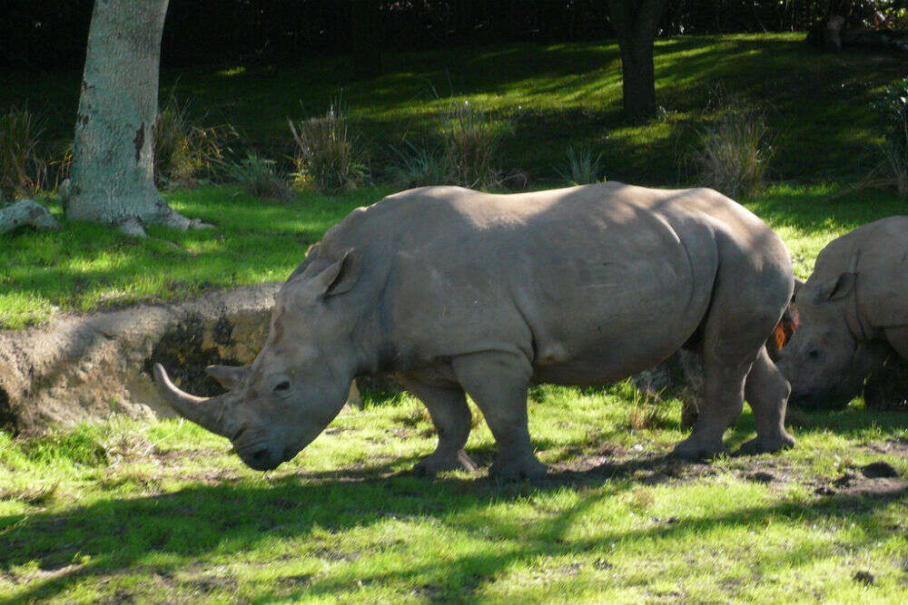 Animal Kingdom 3242635039_9d484a0eee_b