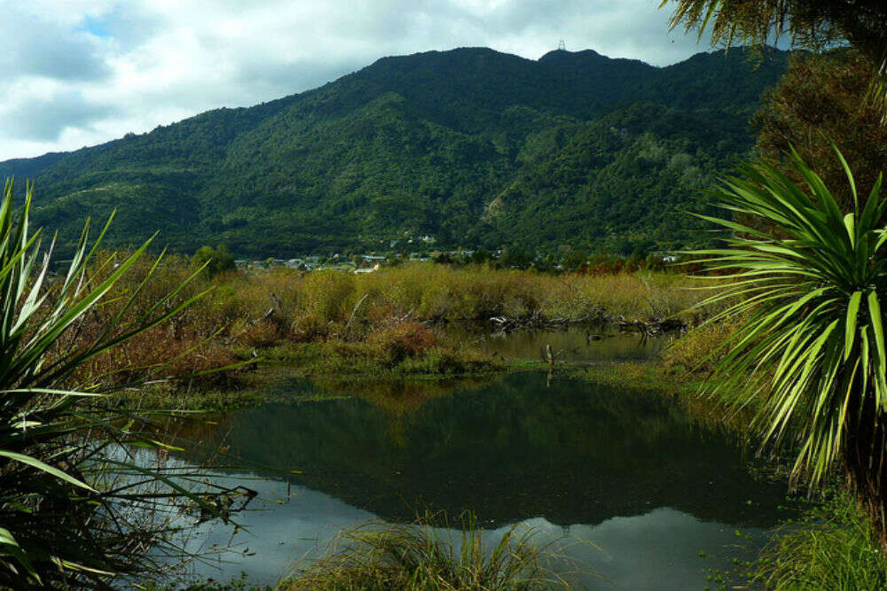 Mt Te Aroha