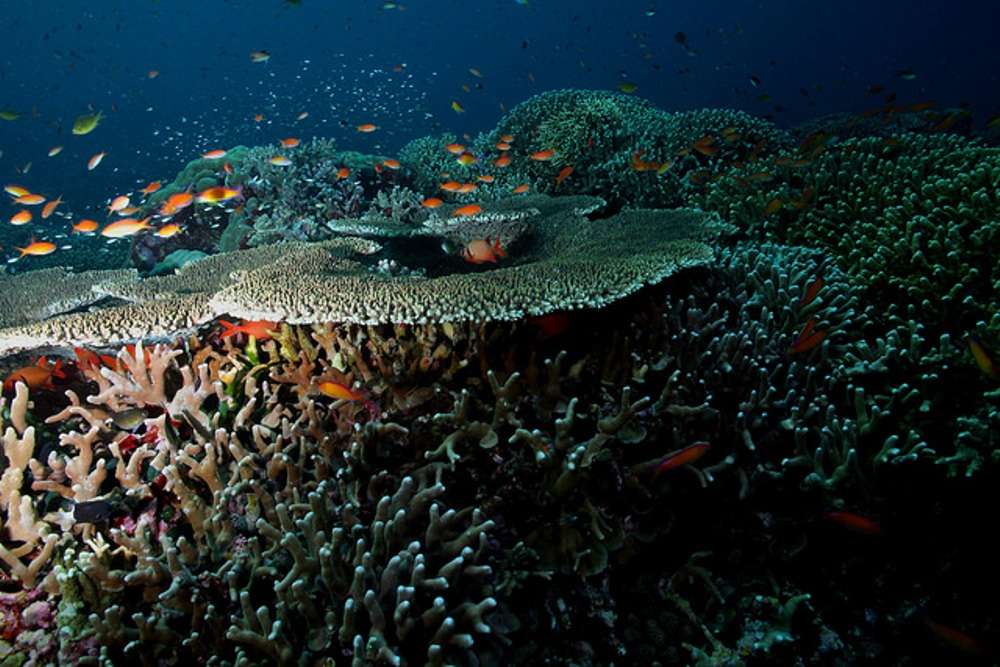 Tubbataha Reefs Natural Park In Philippines | Times Of India Travel