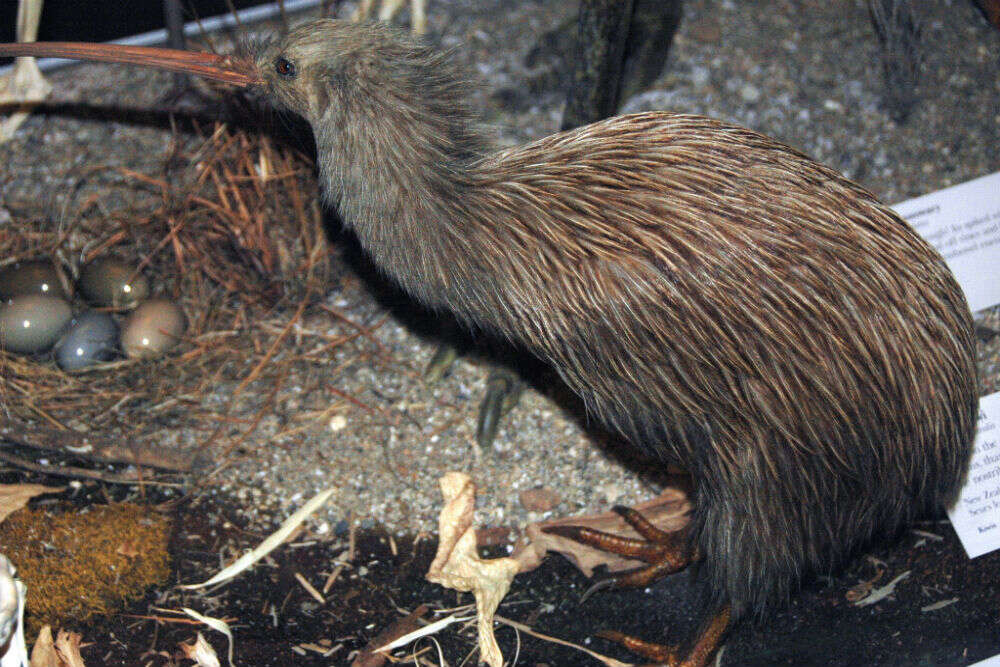 Kiwi