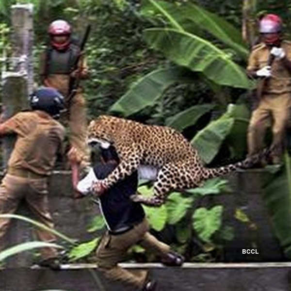 dangerous animals attacking humans