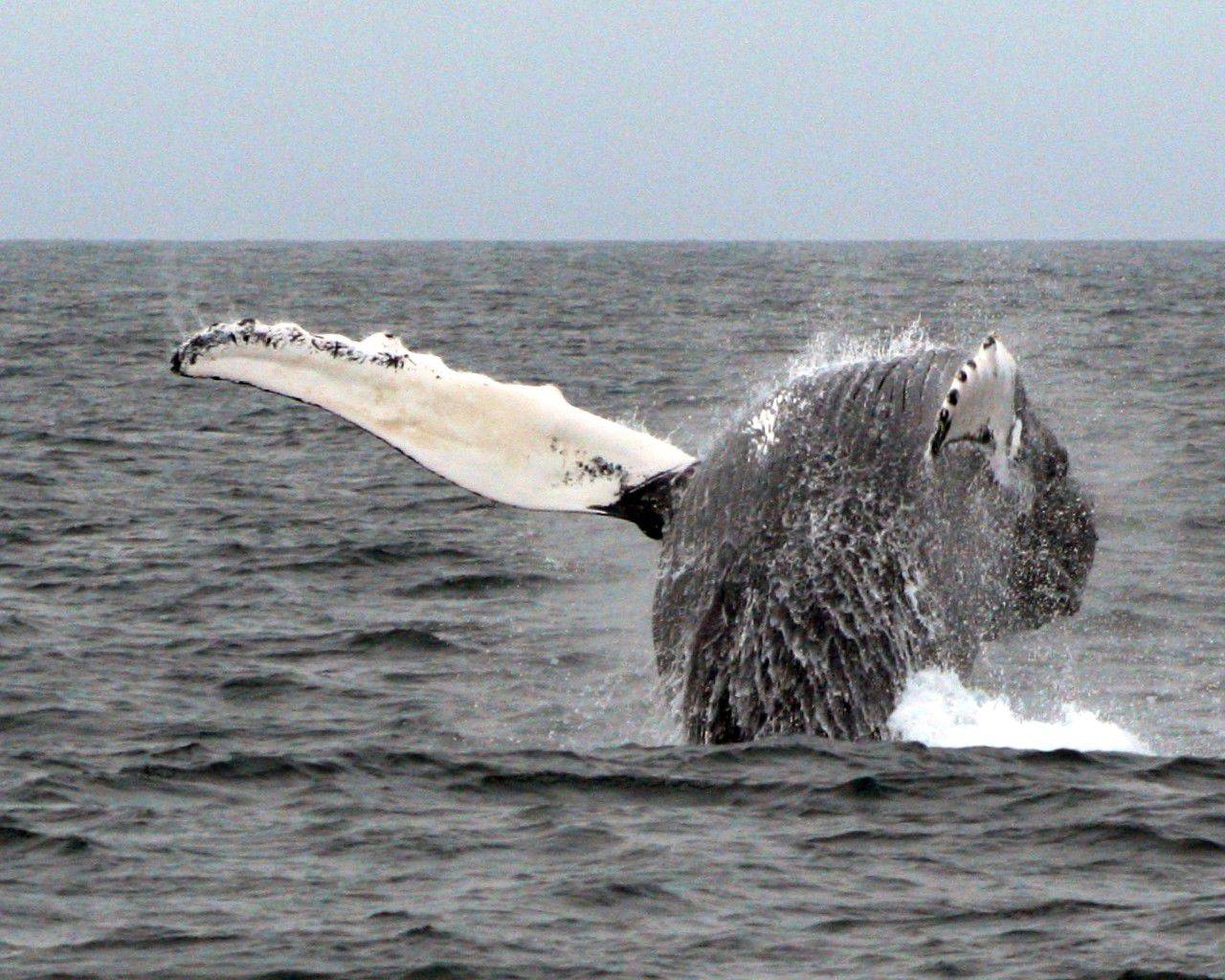 Go whale watching in Perth | Times of India Travel