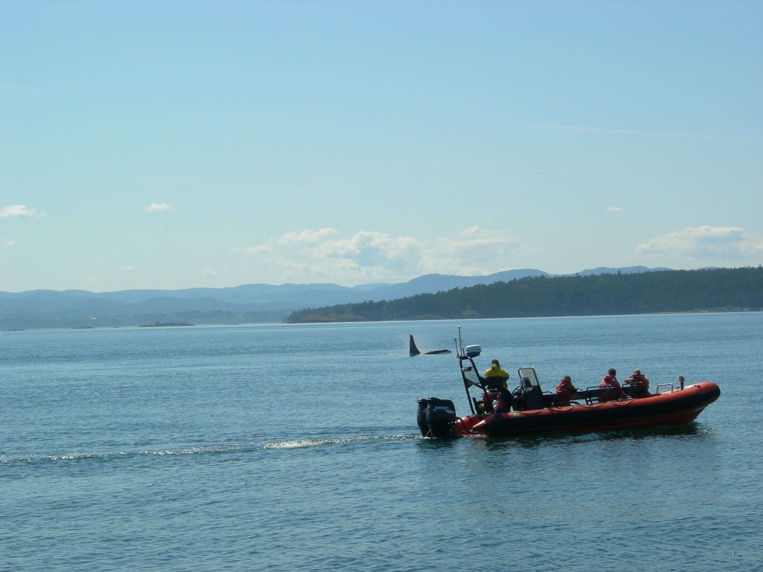 Go whale watching in Seattle | Times of India Travel