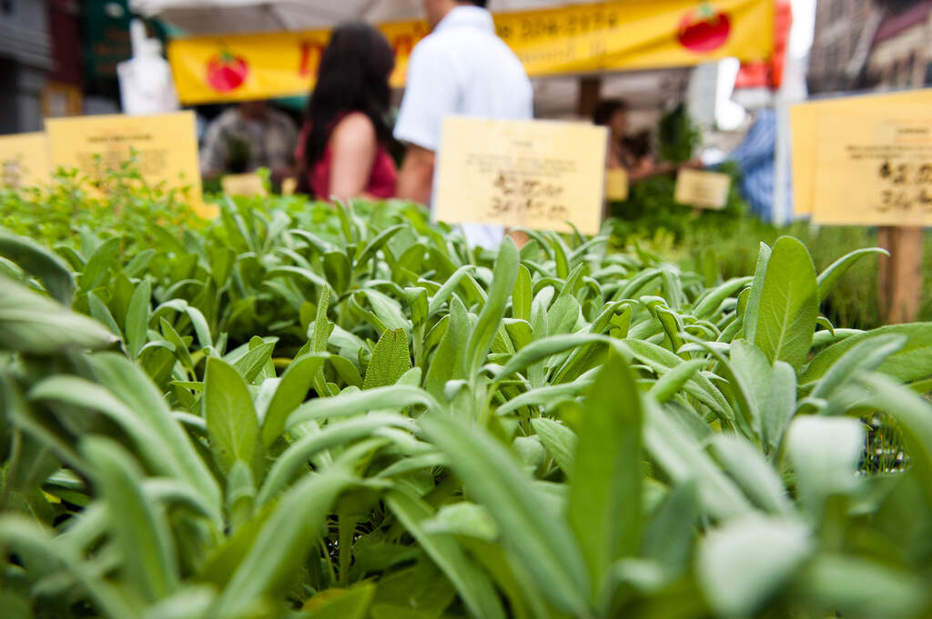 Lincoln Park Farmers Market Lincoln Park Farmers Market
