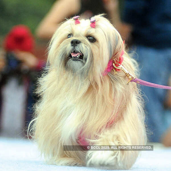 Pet Fed at Dilli Haat