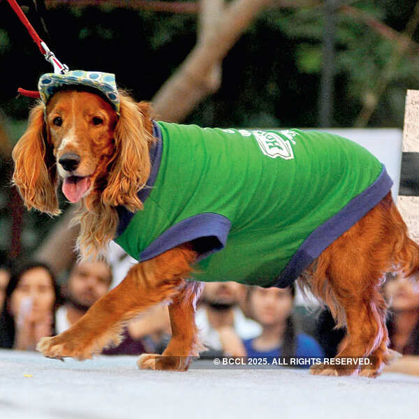Pet Fed at Dilli Haat
