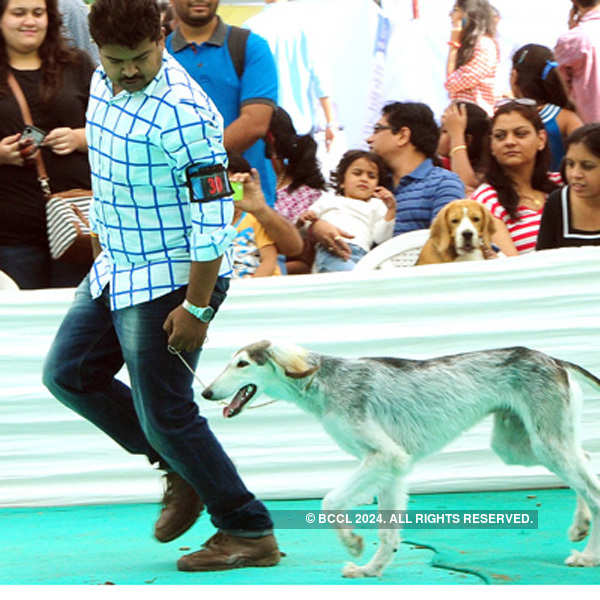 Amdavadis flaunt their furry friends at the annual dog show