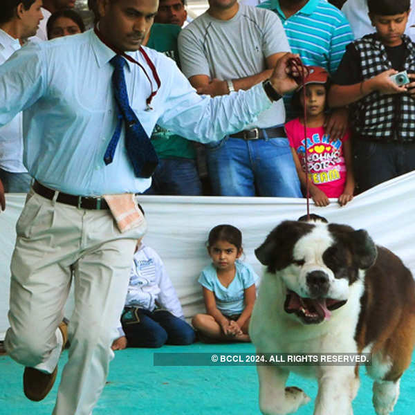 Amdavadis flaunt their furry friends at the annual dog show