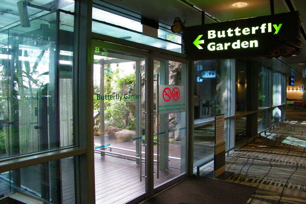 Reasons why Singapore's Changi could be the world's best airport butterfly garden