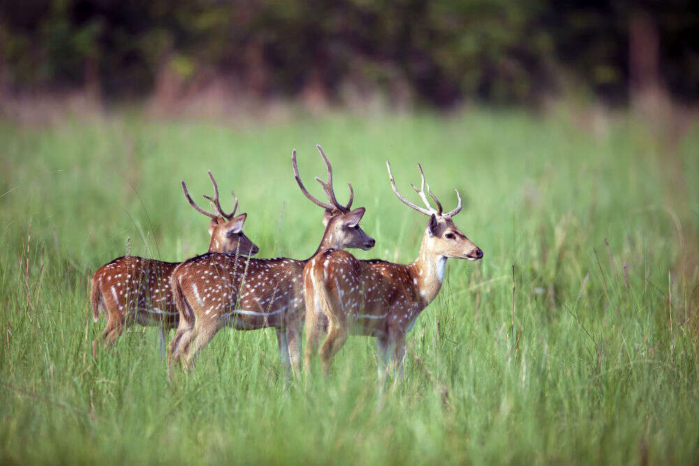 Jim Corbett National Park Jim Corbett