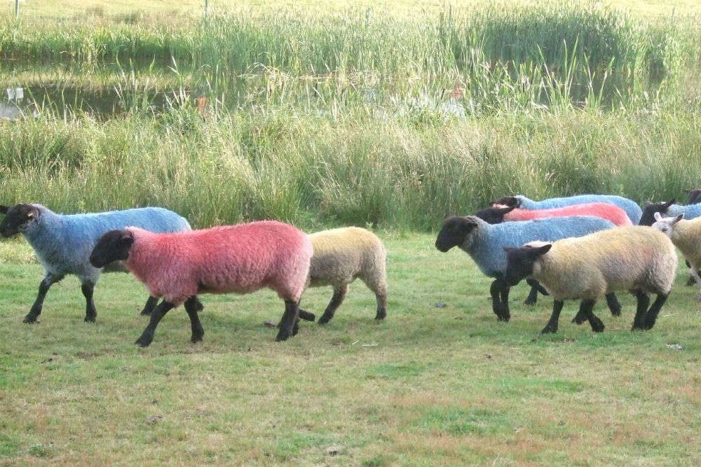 Idaho’s Trailing of the Sheep Festival, Idaho - Times of India Travel