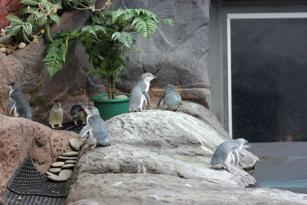 International Antarctic Centre International Antarctic Centre