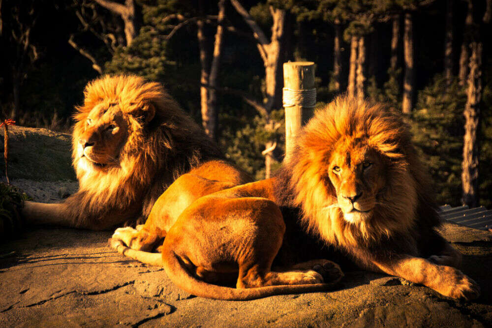 Wellington Zoo