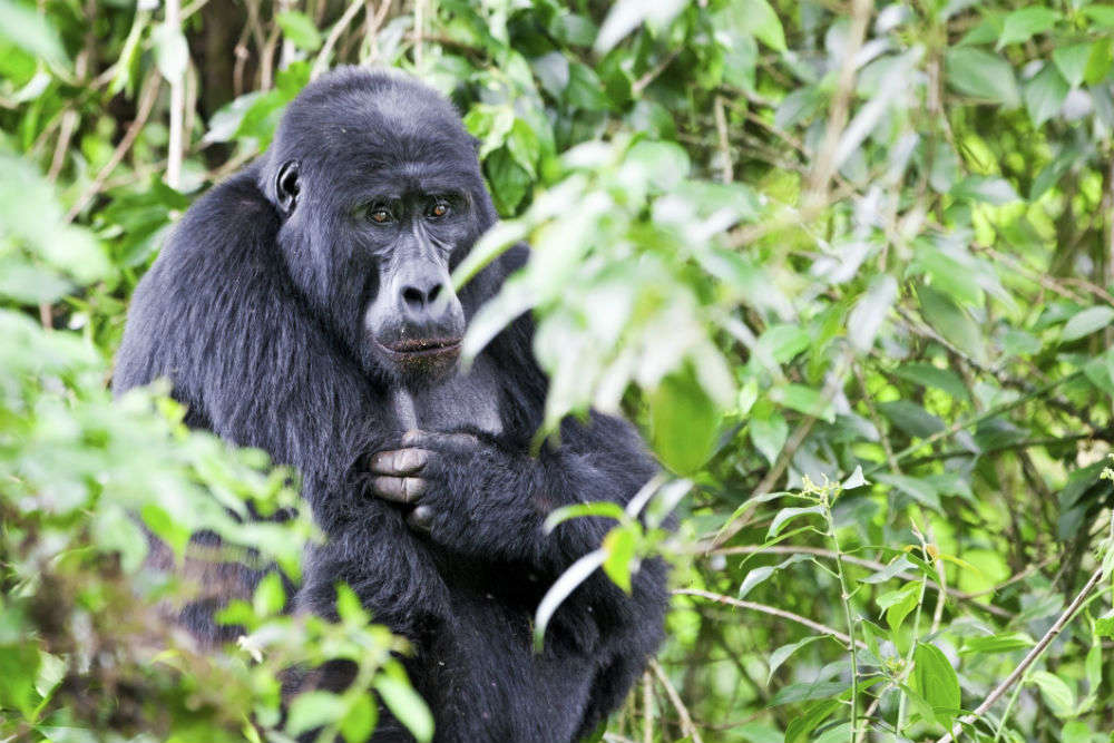 Bwindi Impenetrable National Park, Uganda - TimesTravel