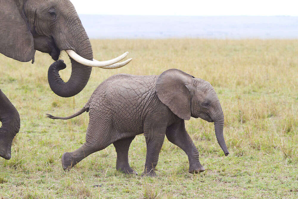 Amboseli National Park Amboseli National Park