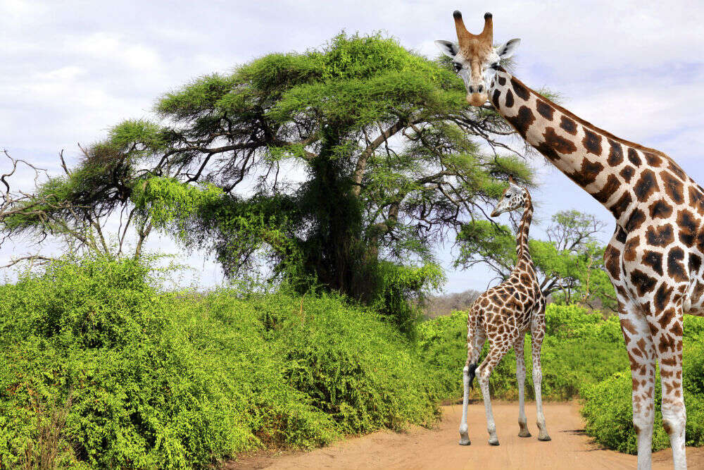 Kruger National Park Kruger National Park