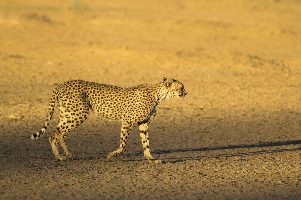 Central Kalahari Game Reserve