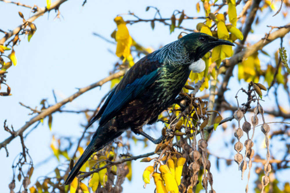 Larnach Castle & Gardens | Native New Zealand Birds at Larnach Castle ...