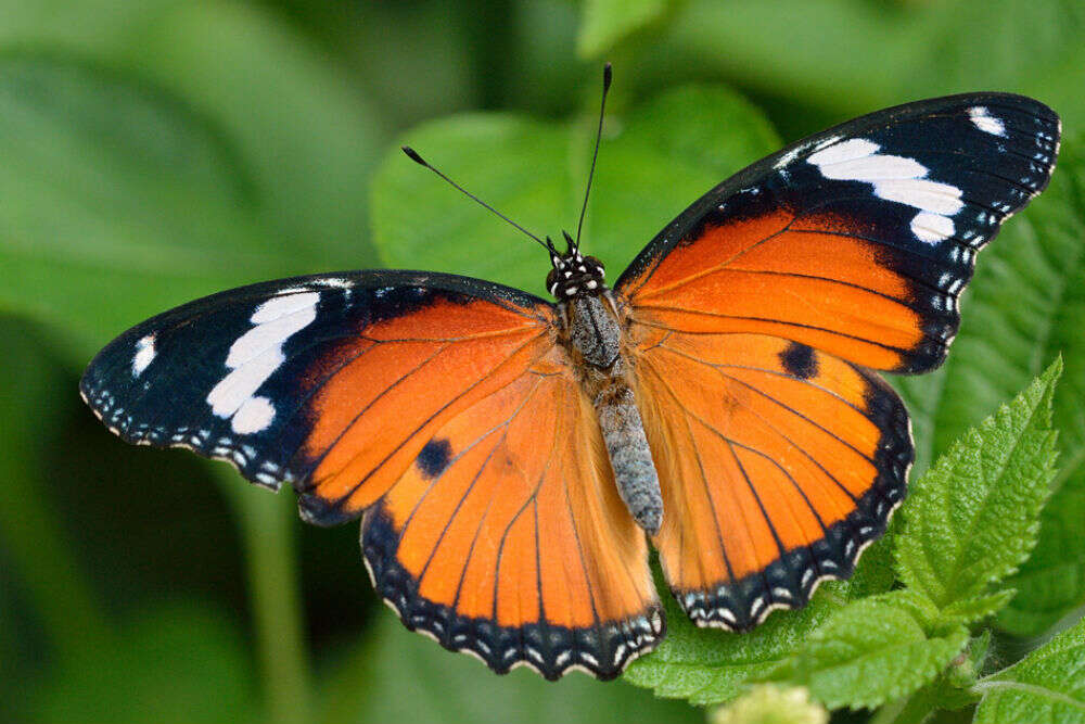 Leopard Butterfly