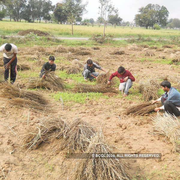 30 farmers dead in 4 days as rain, hail hit north India