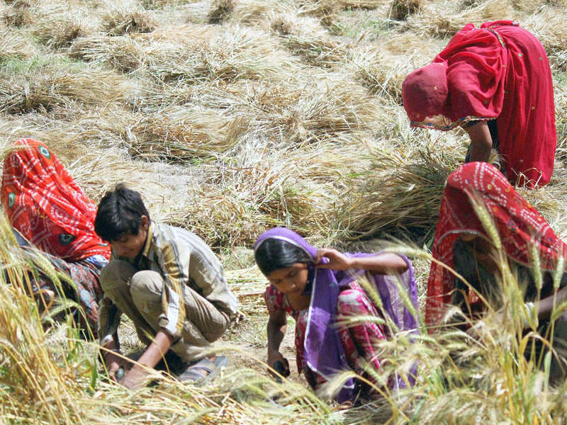 30 farmers dead in 4 days as rain, hail hit north India