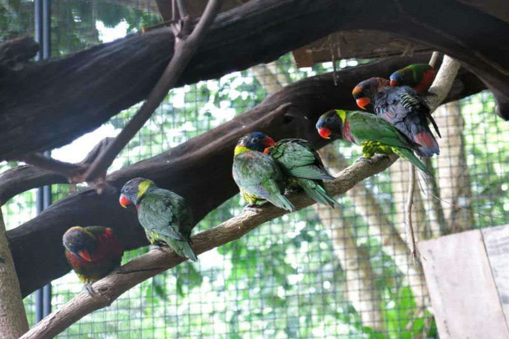 Phuket Bird Park, Phuket - Times of India Travel