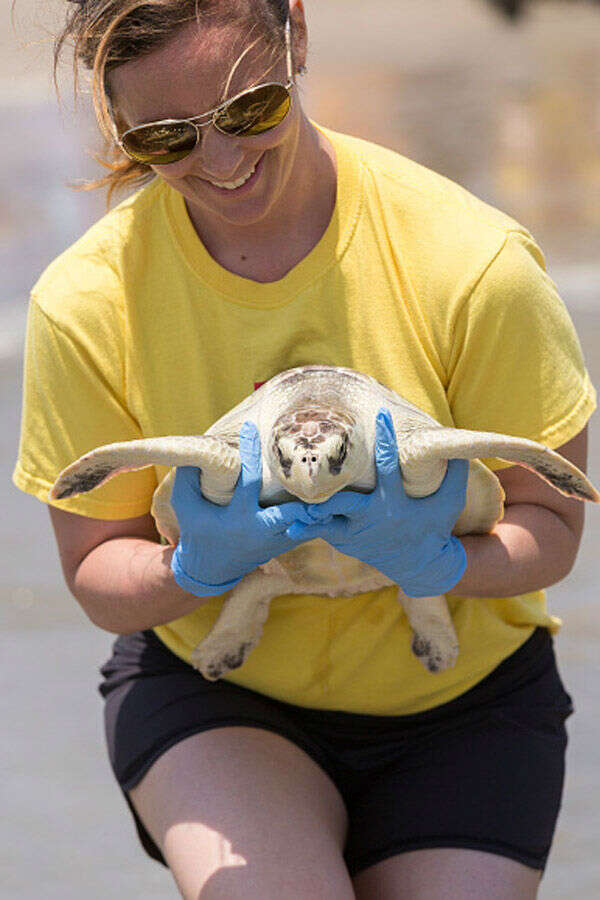 A volunteer releases a Kemp's Ridley sea turtle- Photogallery  - Times of India