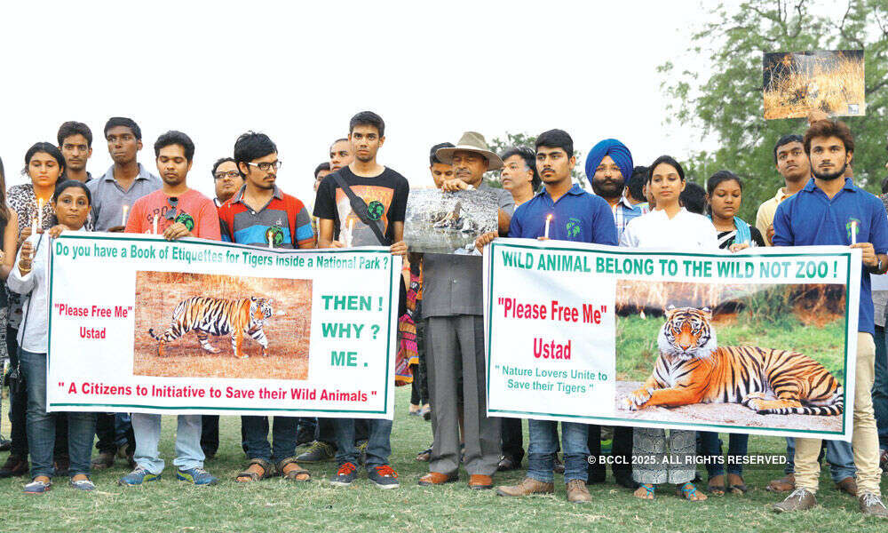 Animal lovers protest against the plan to shift Ranthambore&rsquo;s tiger T24 Photogallery - Times of India