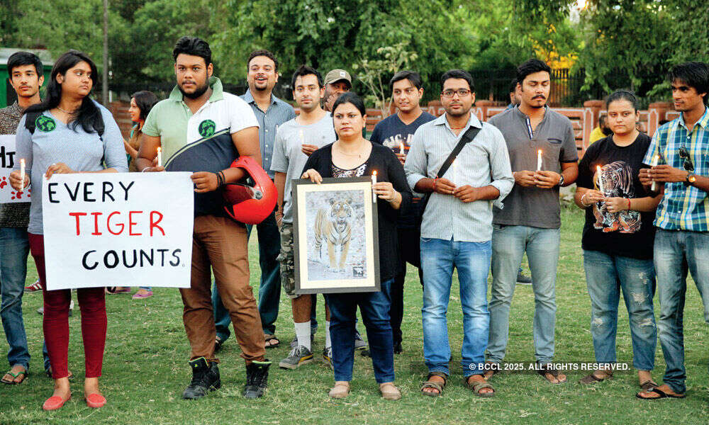 Animal lovers protest against the plan to shift Ranthambore&rsquo;s tiger T24 to a zooPhotogallery - Times of India
